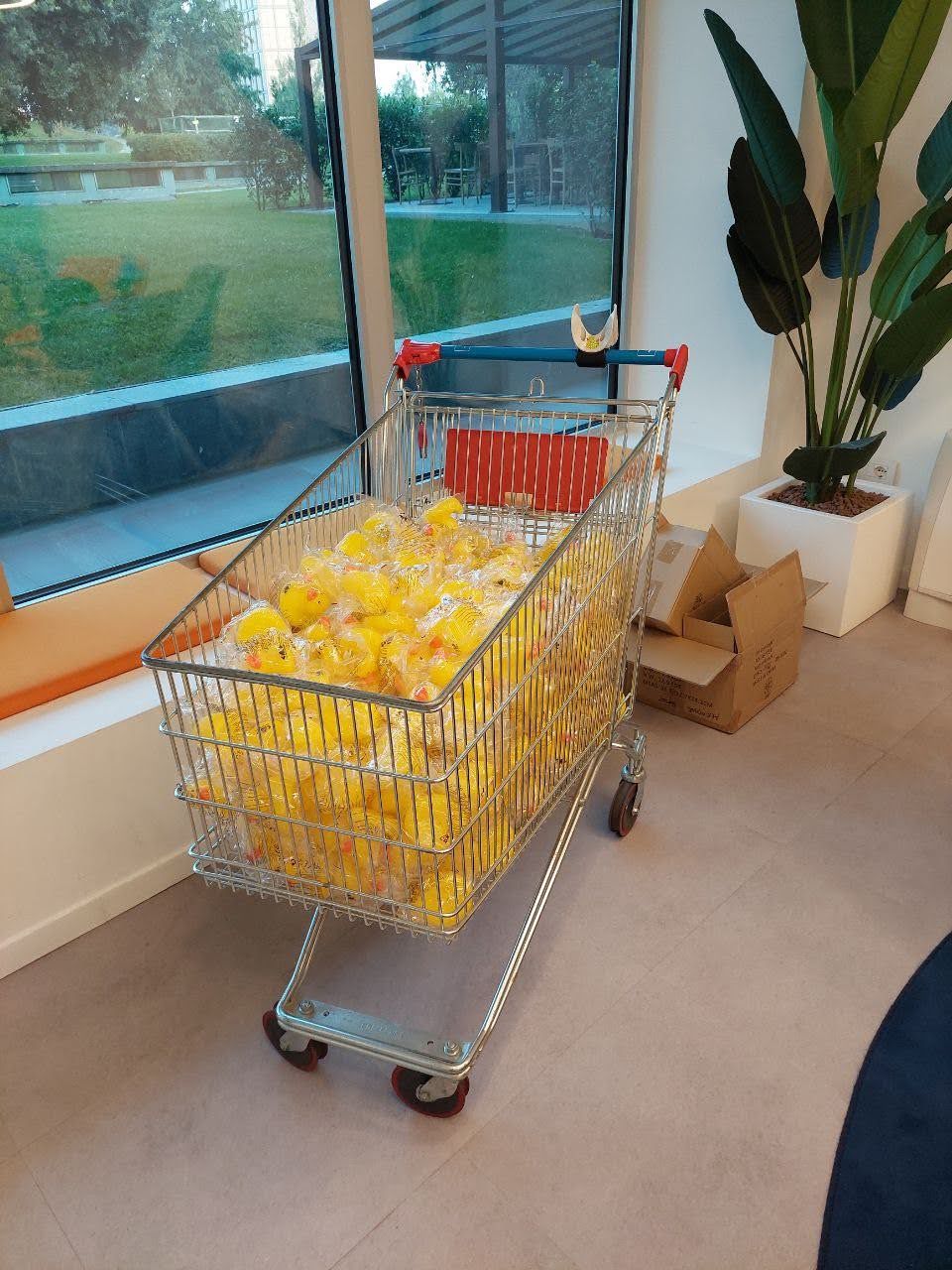 A shopping trolley full of yellow rubber ducks the night before the event